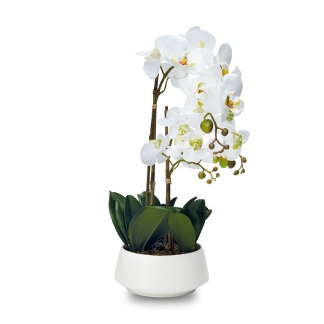 Pianta Orchidea con vaso bianco , REAL TOUCH