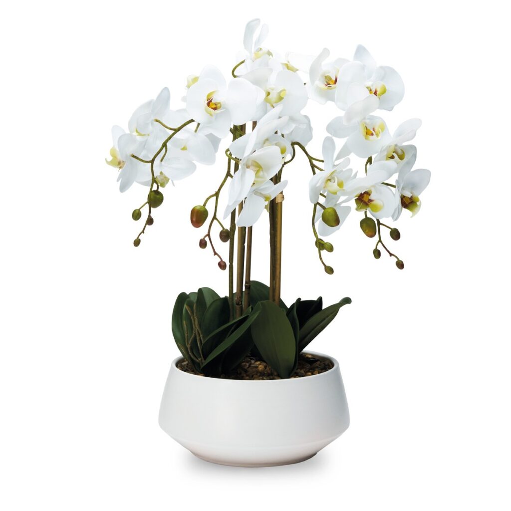 Pianta Orchidea con vaso bianco , REAL TOUCH